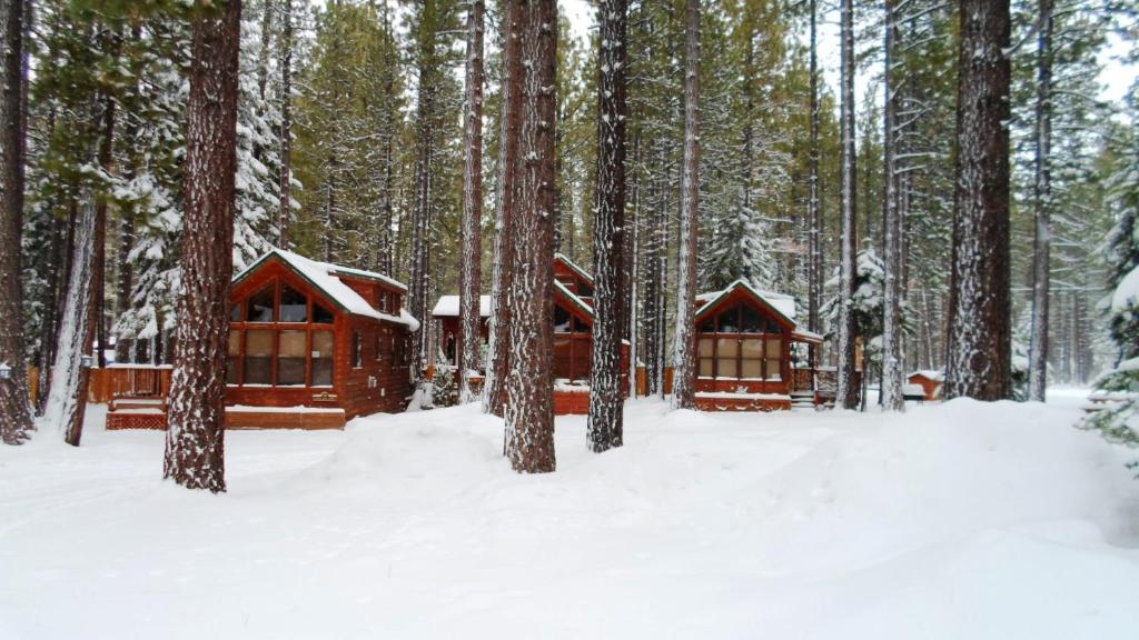 Cedar Pines Resort South Lake Tahoe Exteriör bild